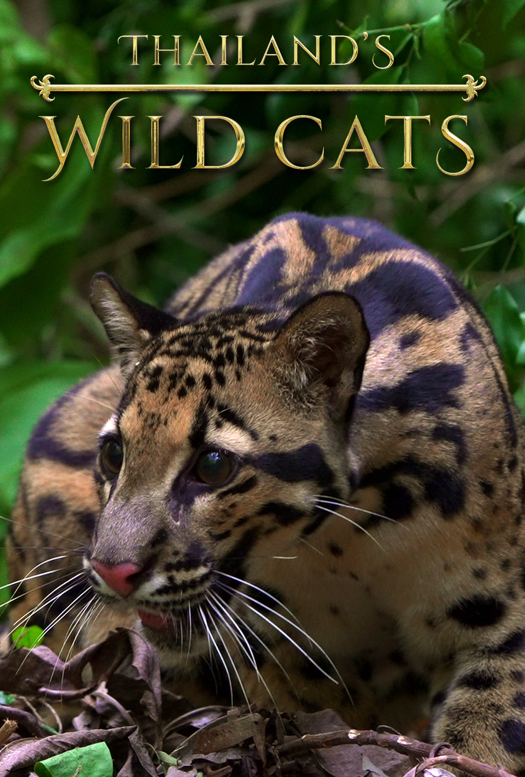 ดูหนังออนไลน์ฟรี Thailands Wild Cats (2021) ไทยแลนด์ ไวลดฺ แคทส